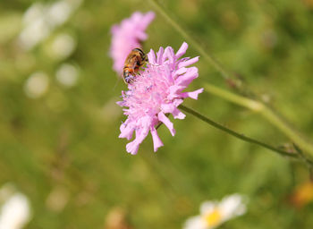 Insect on pink flower against blurred background