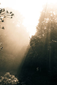 Trees in forest against sky