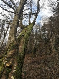 Low angle view of bare trees in forest