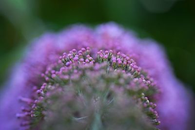 Close-up of purple flowering plant