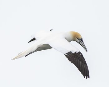 Low angle view of seagulls flying in sky