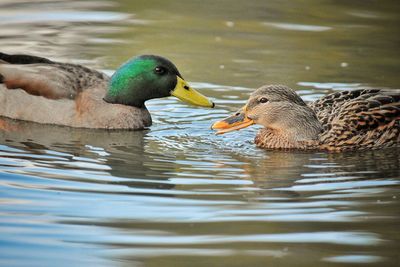 Ducks in lake