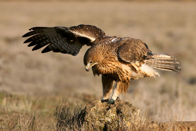 Close-up of eagle