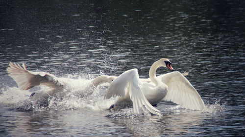 Swans swimming in lake