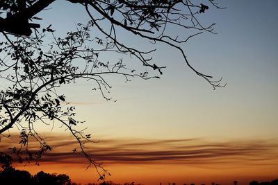 Silhouette tree against sky during sunset