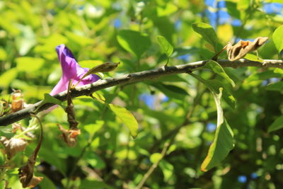 Close-up of insect on flower