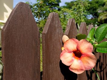 Close-up of flower tree