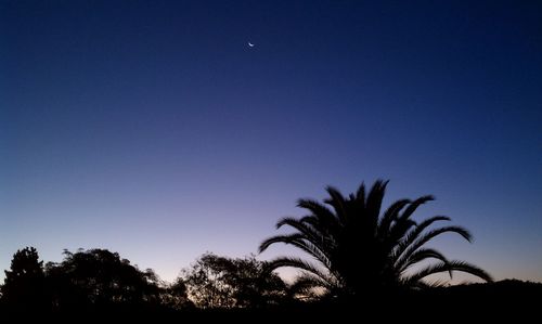 Low angle view of palm trees against blue sky