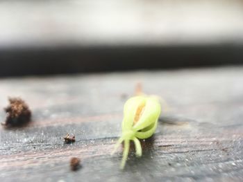 Close-up of insect on table