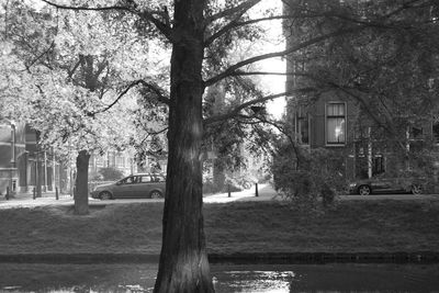 Trees by building in city