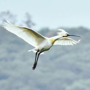 Low angle view of seagull flying