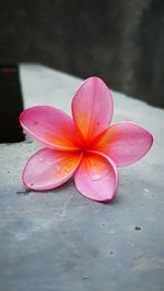 Close-up of pink flower