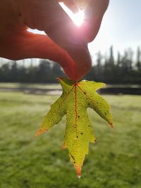 Close-up of hand holding maple leaves