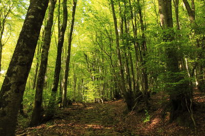 Trees growing in forest