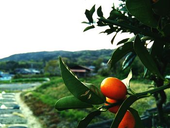 Close-up of fruits on tree against sky