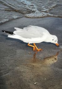 High angle view of seagull on beach