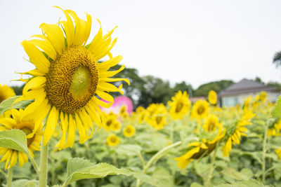 Close-up of sunflower on field against sky