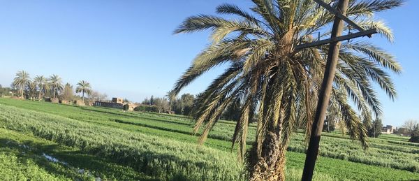 Scenic view of agricultural field against sky