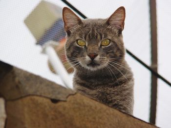 Close-up portrait of tabby cat