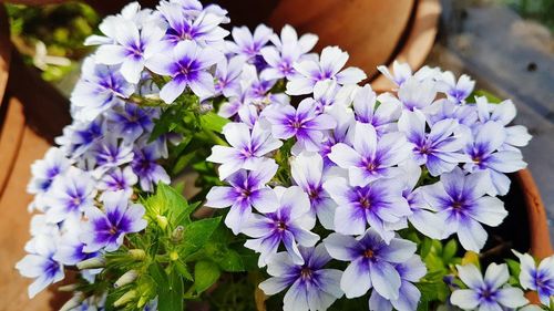 Close-up of purple flowering plants