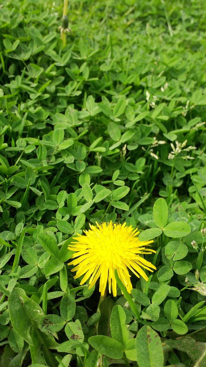 CLOSE-UP OF YELLOW DANDELION FLOWER BLOOMING IN FIELD