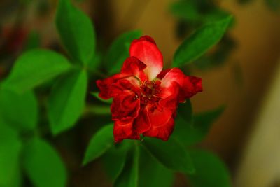 Close-up of red rose flower