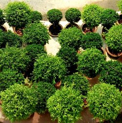 Full frame shot of fresh green plants