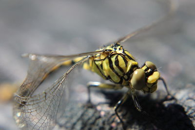 Close-up of damselfly on leaf