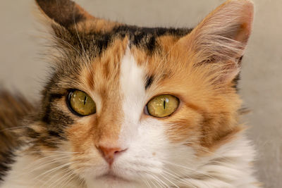 Close-up portrait of cat