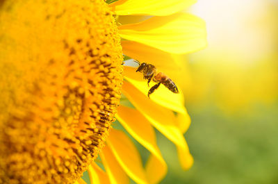 Close-up of bee on yellow flower