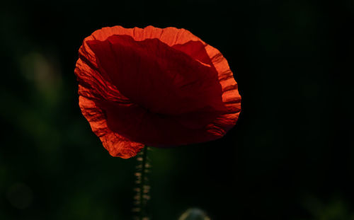 Close-up of red rose