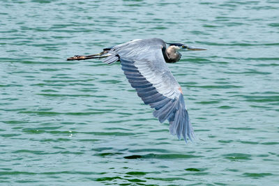 Bird flying over the sea