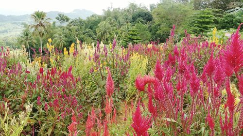 Plants growing on field