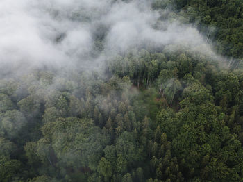 High angle view of trees in forest