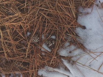 Close-up of grass