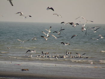 Flock of seagulls on beach