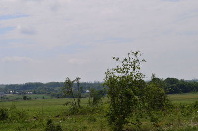 Trees on field against sky