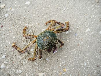 High angle view of starfish on road