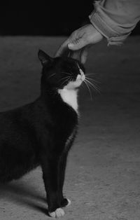 Midsection of person with cat