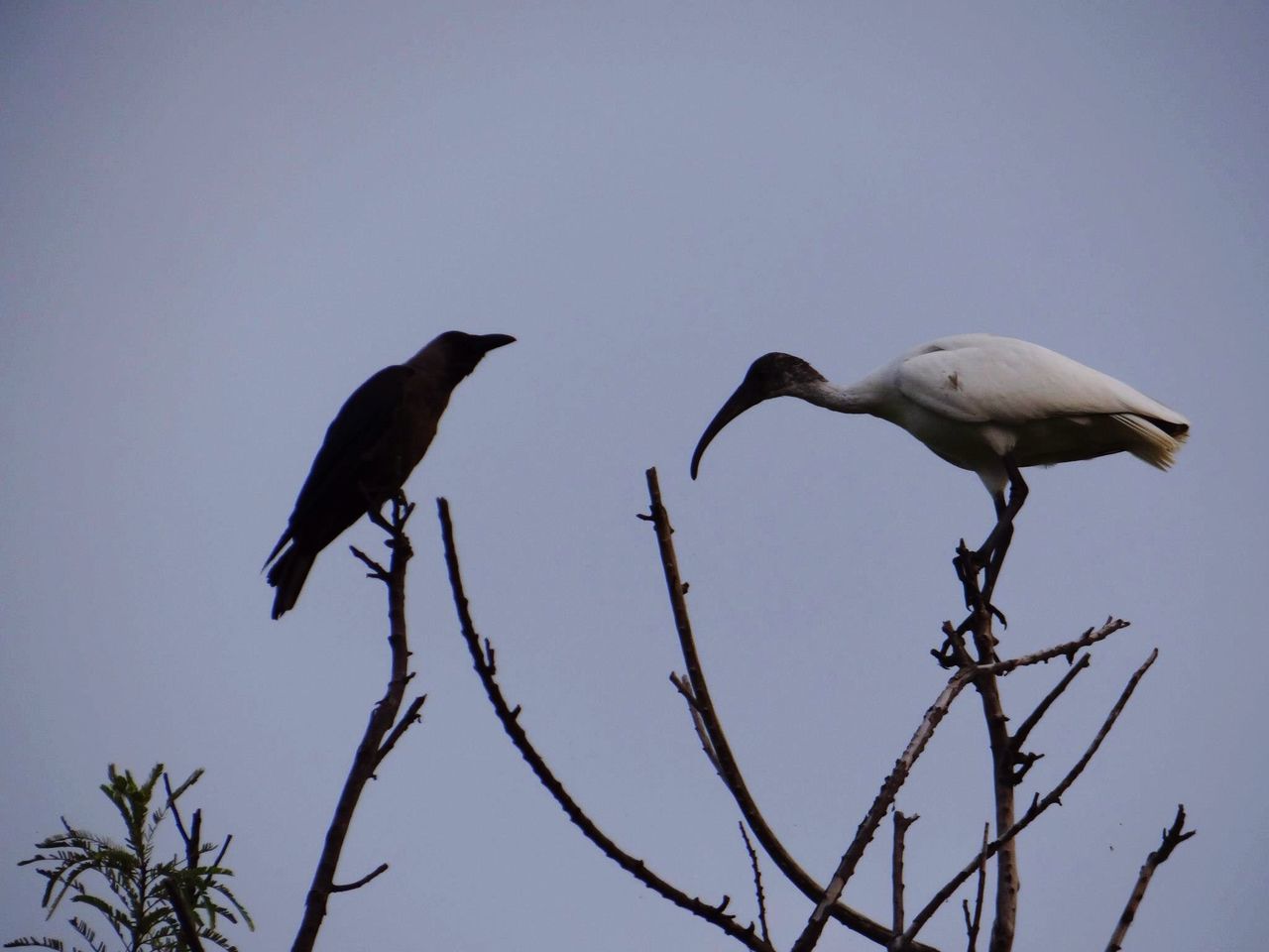 bird, animal themes, animals in the wild, wildlife, low angle view, clear sky, one animal, flying, spread wings, perching, copy space, full length, nature, seagull, avian, zoology, two animals, branch, day, outdoors