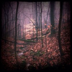 Bare trees in forest