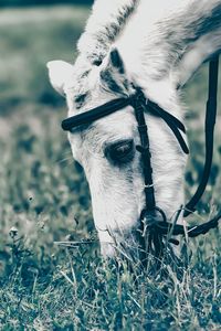 Close-up of a horse on field