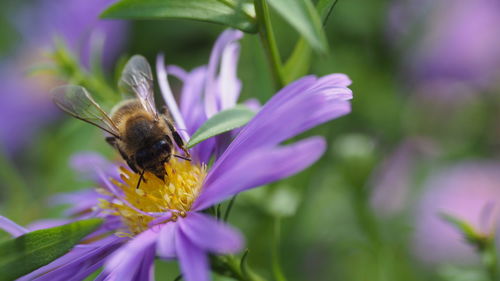 Close-up of insect on purple flower