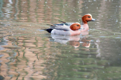 Duck swimming in lake