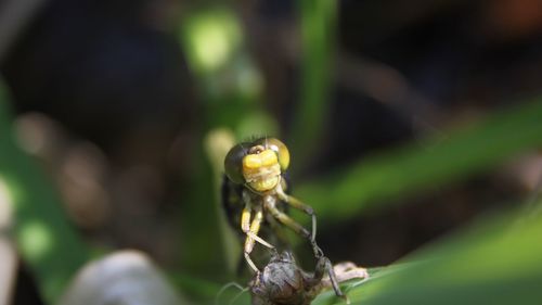 Close-up of insect on leaf