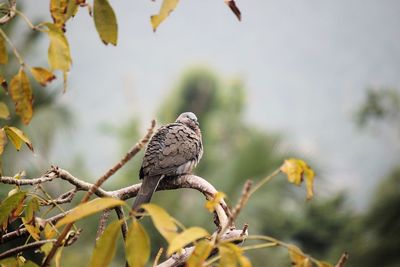 Close-up of bird perching on branch