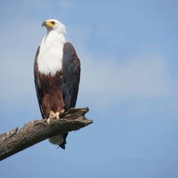 Low angle view of eagle perching on branch against sky