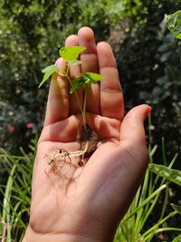 Close-up of hand holding plant