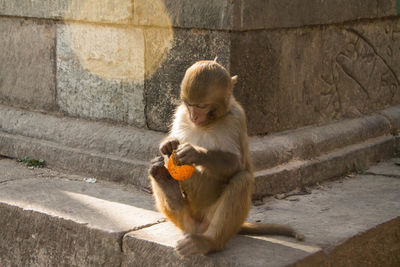 Monkey sitting on wall