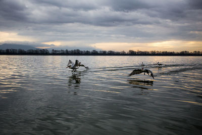 Ducks in a lake